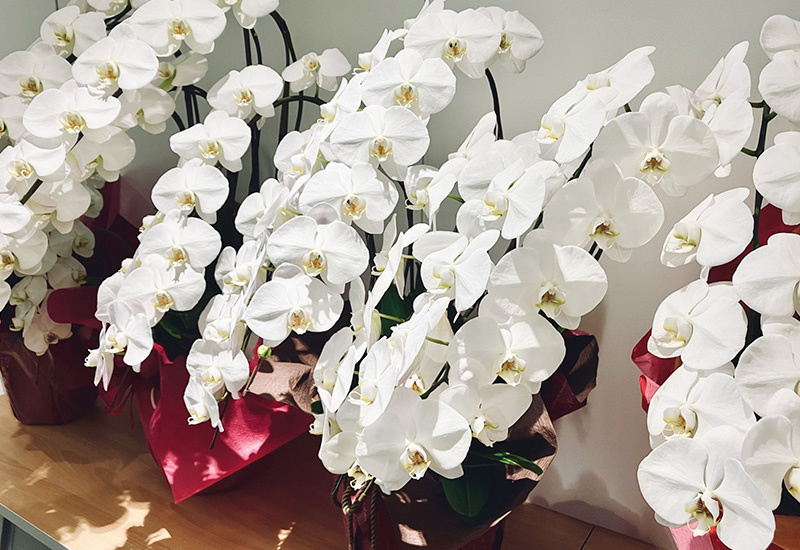 開店祝い(企業・法人のお客様へ)